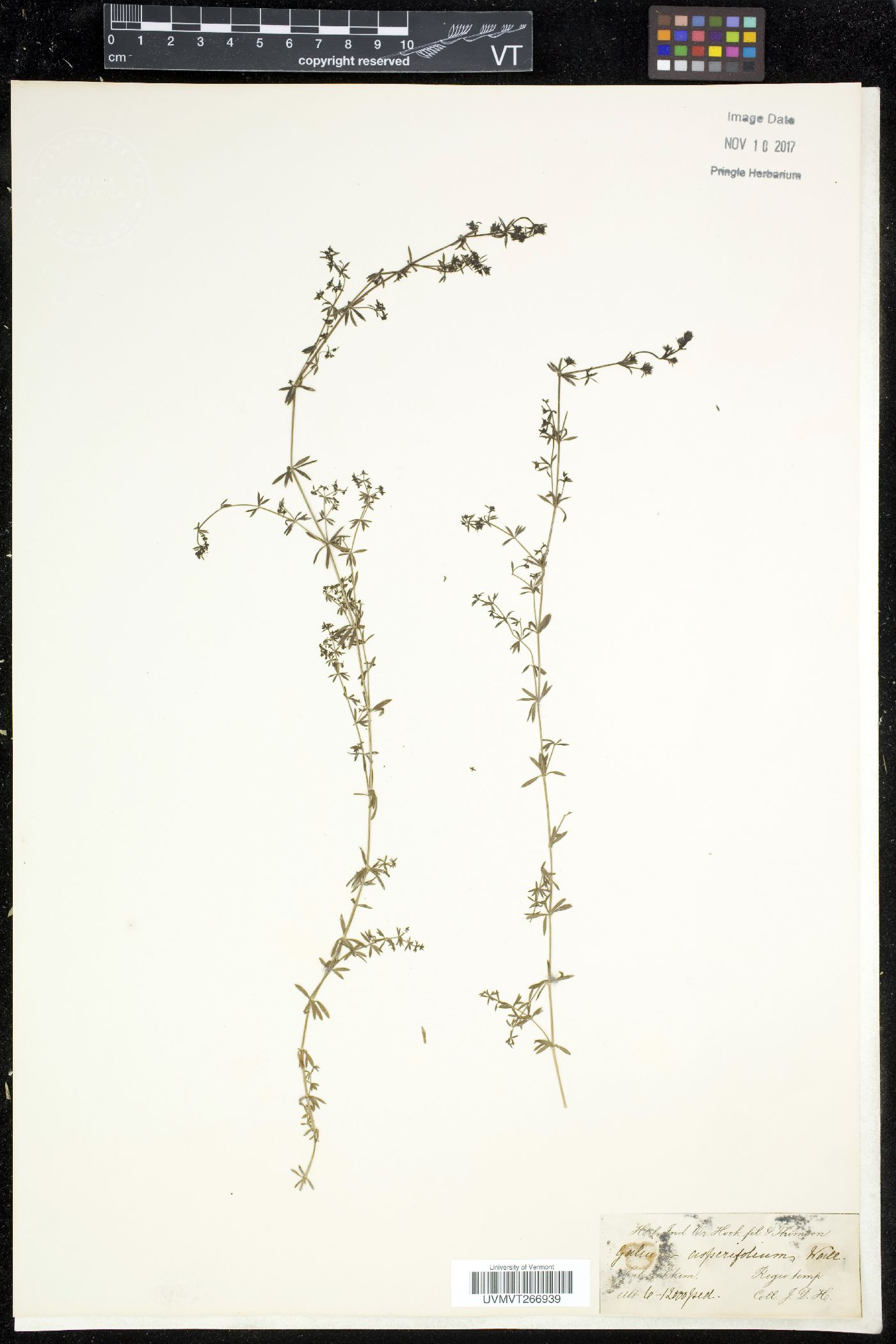 Galium asperifolium image