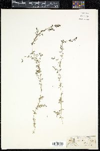 Galium asperifolium image