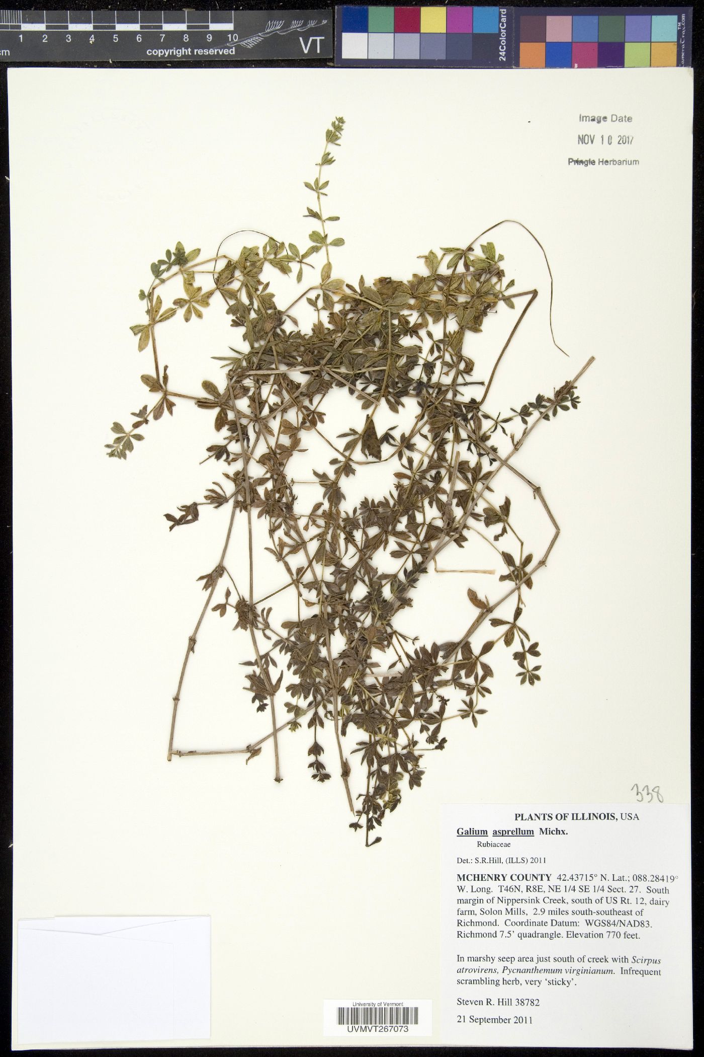 Galium asperulum image