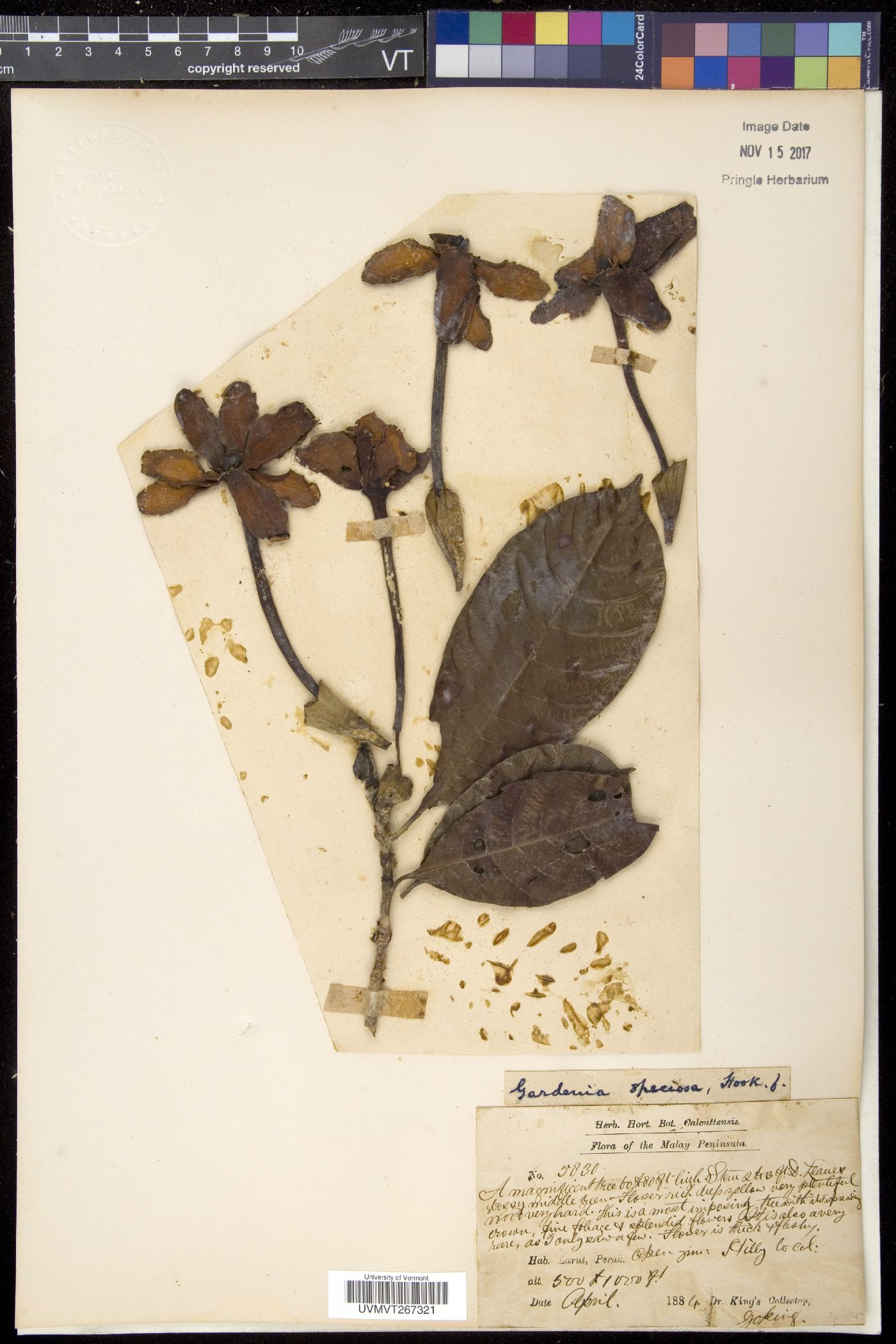 Gardenia speciosa image