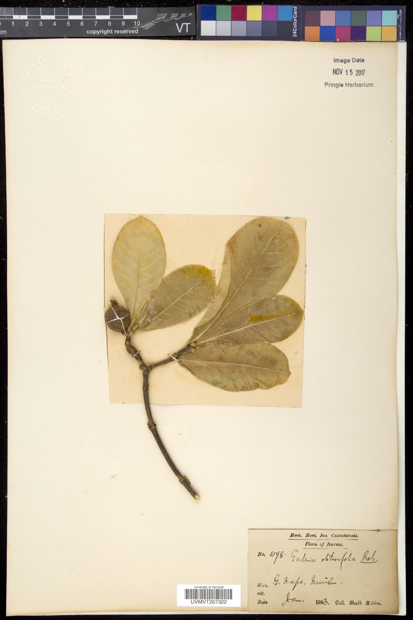 Gardenia obtusifolia image
