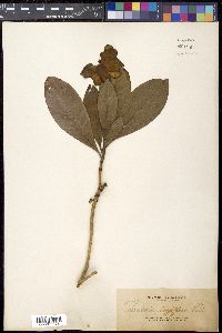Gardenia longiflora image