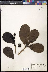 Genipa clusiifolia image