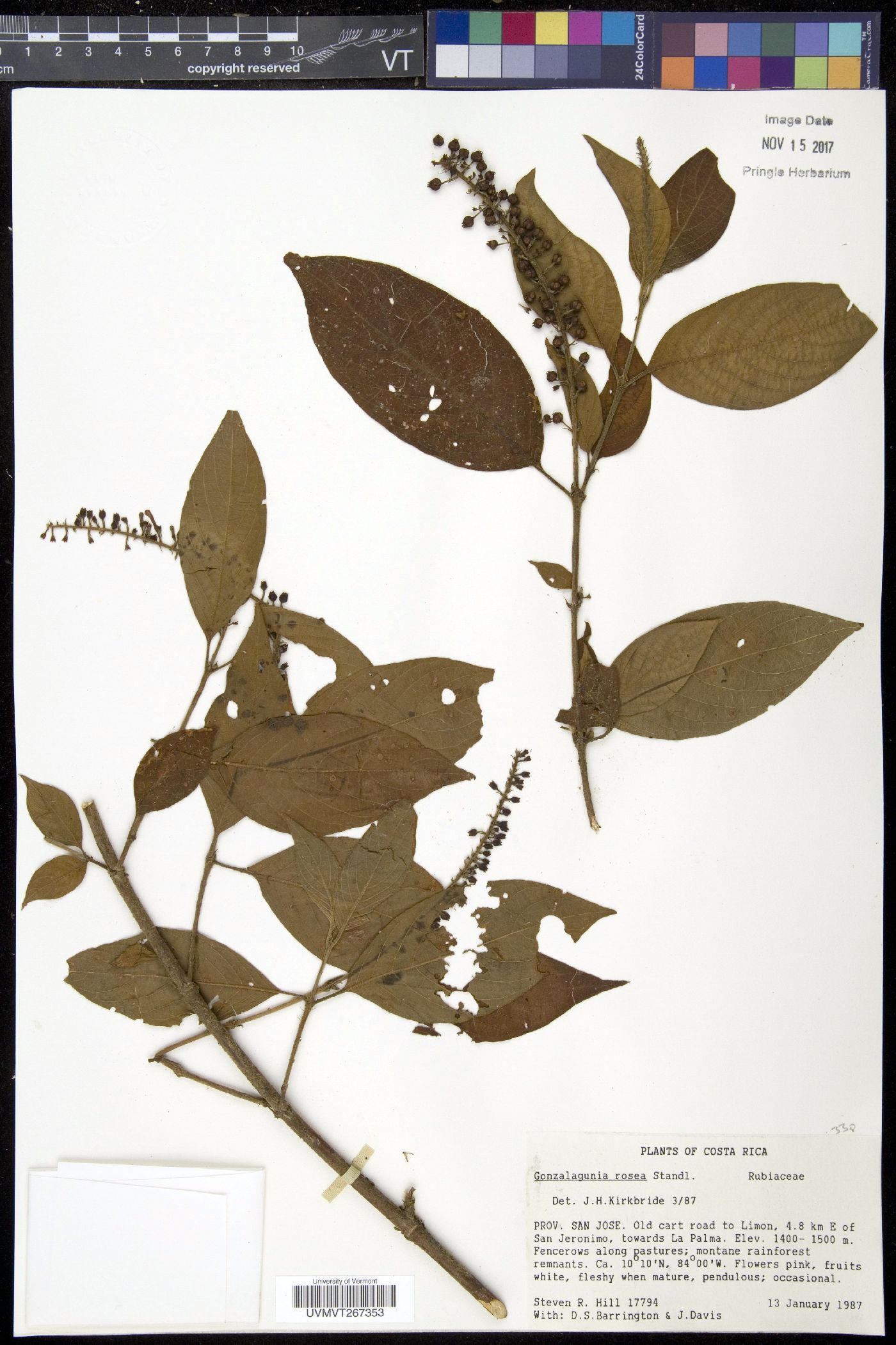 Gonzalagunia rosea image