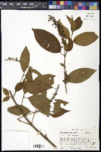 Gonzalagunia rosea image