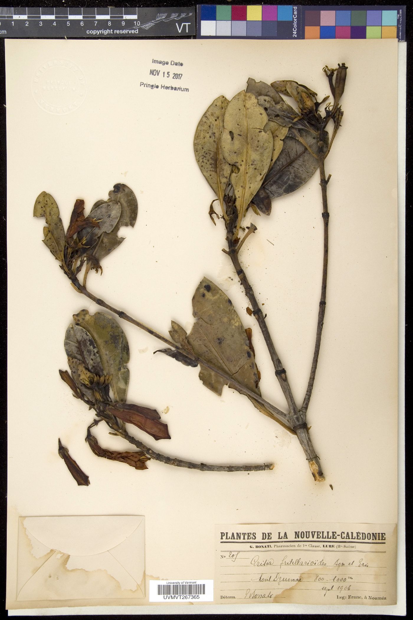 Grisia image