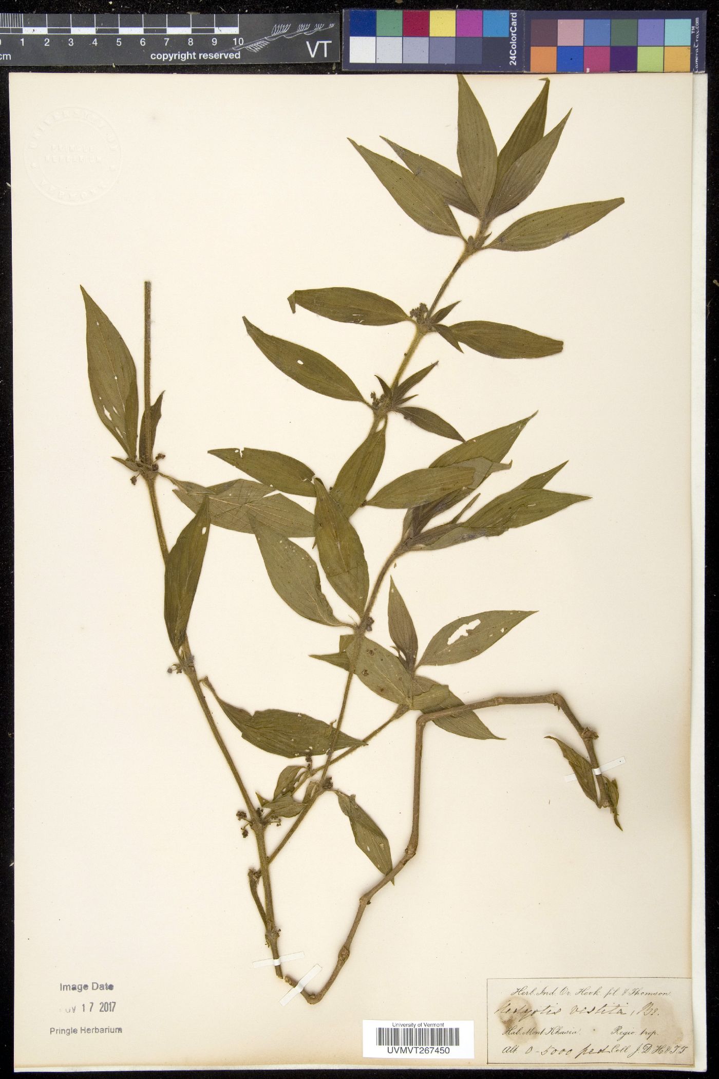 Exallage cristata image