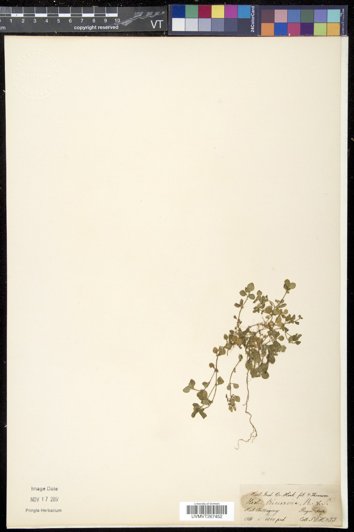 Edrastima trinervia image