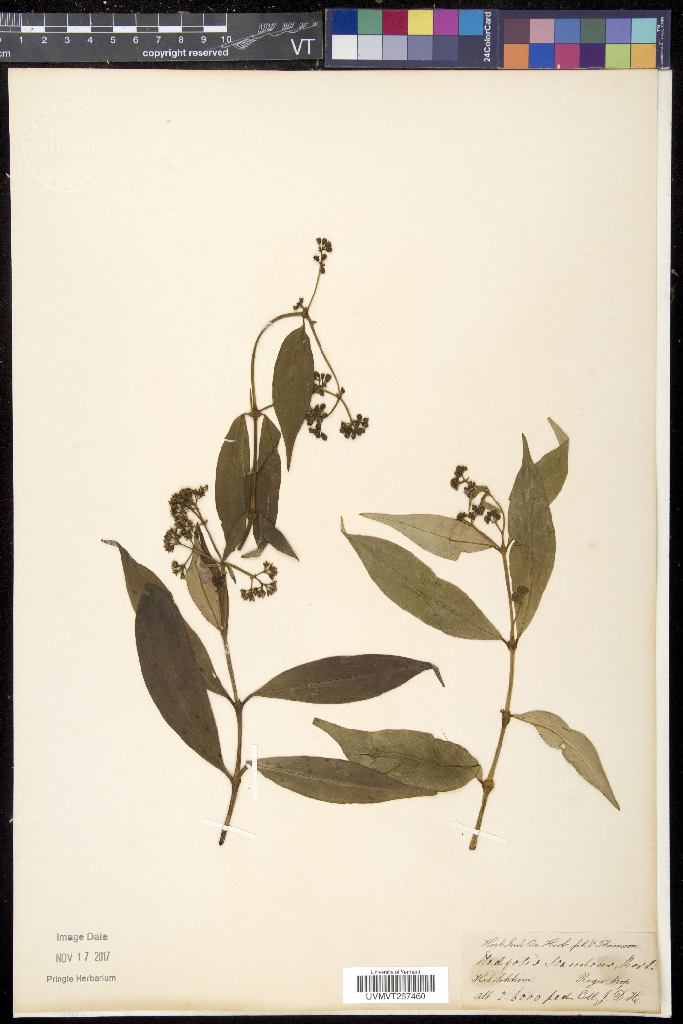 Dimetia image