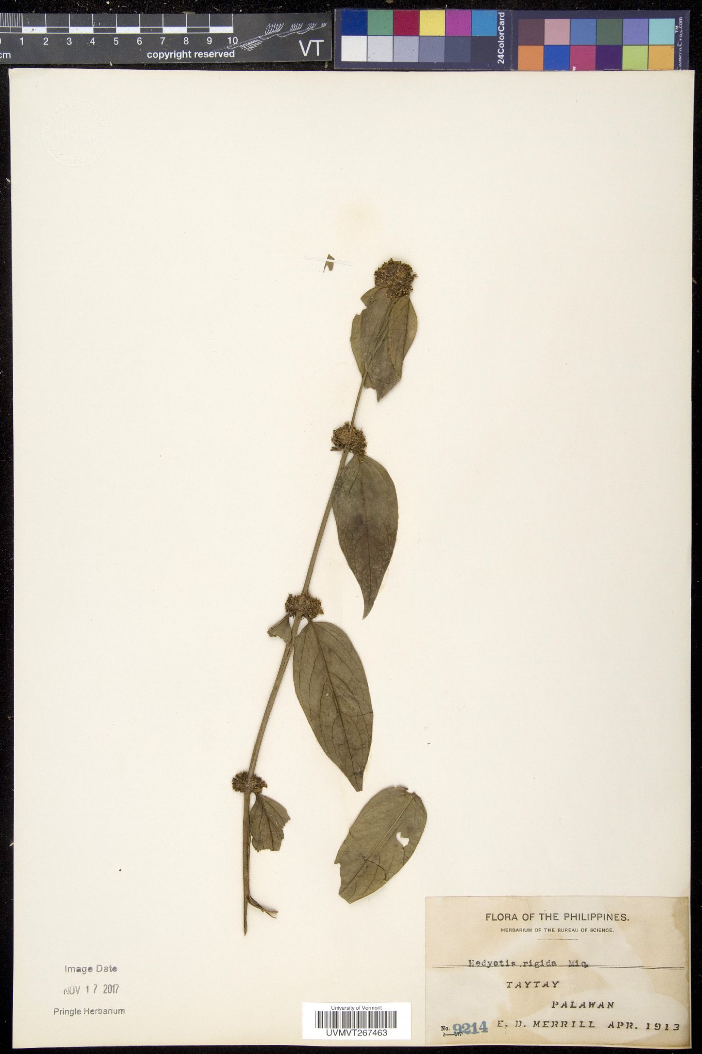 Hedyotis rigida image