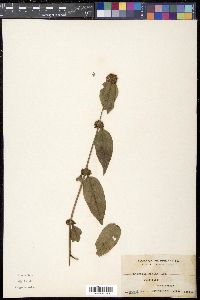 Hedyotis rigida image