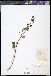 Hedyotis rigida image