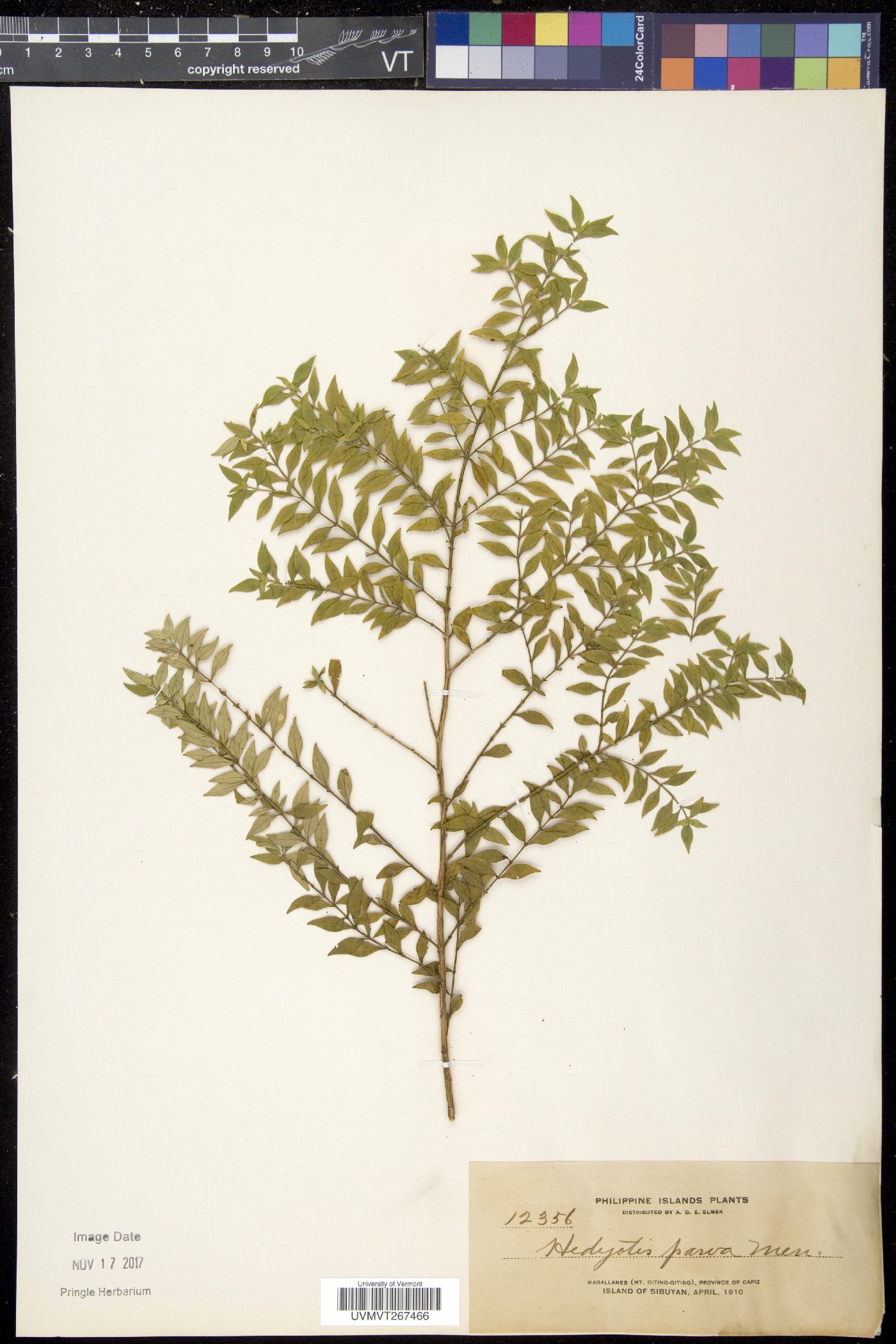 Exallage buruensis image