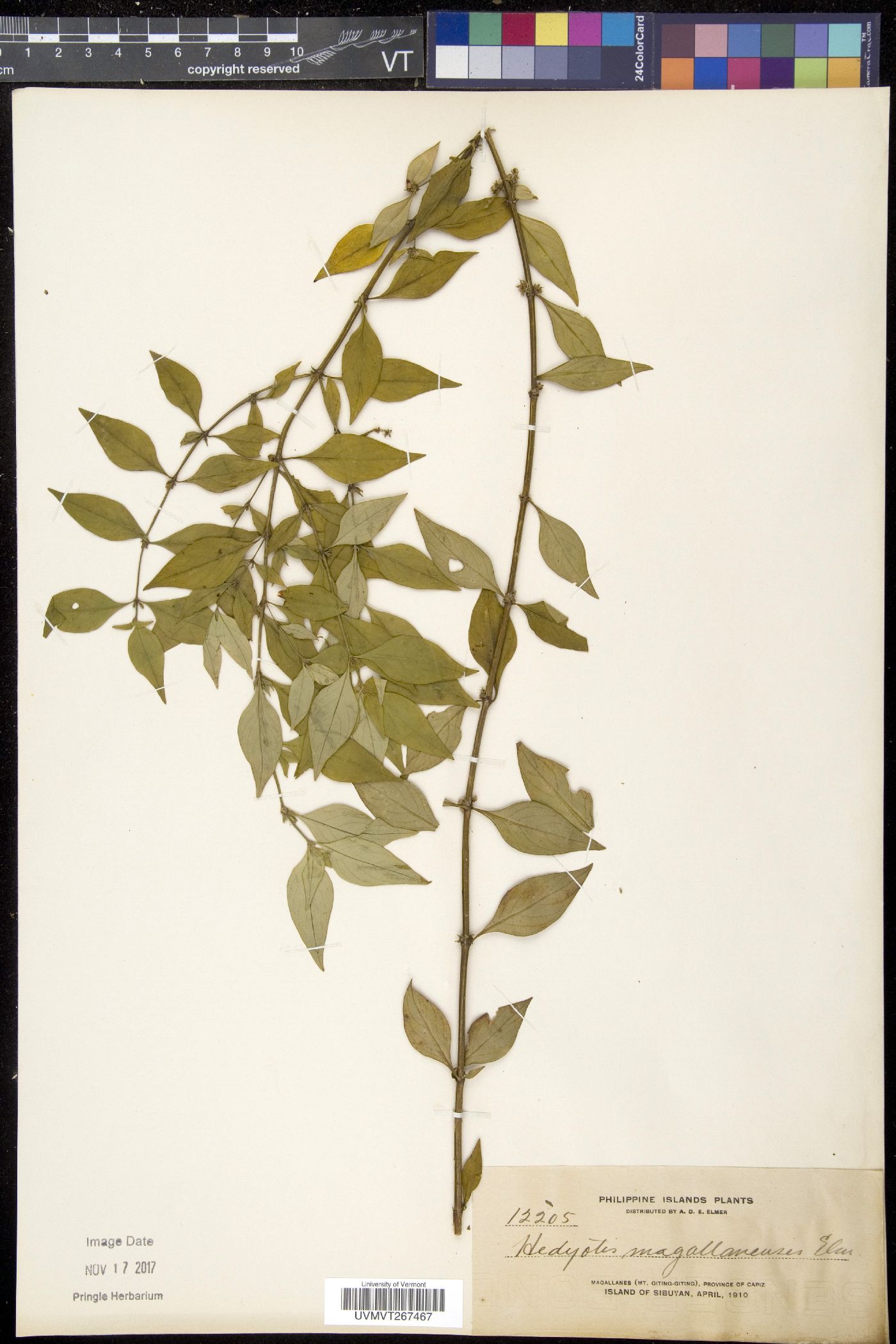 Exallage buruensis image