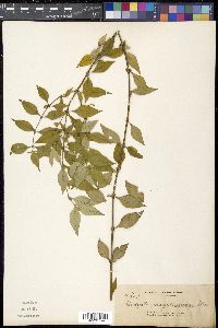 Media resource of Exallage buruensis