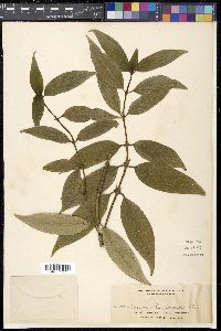 Hedyotis rigida image