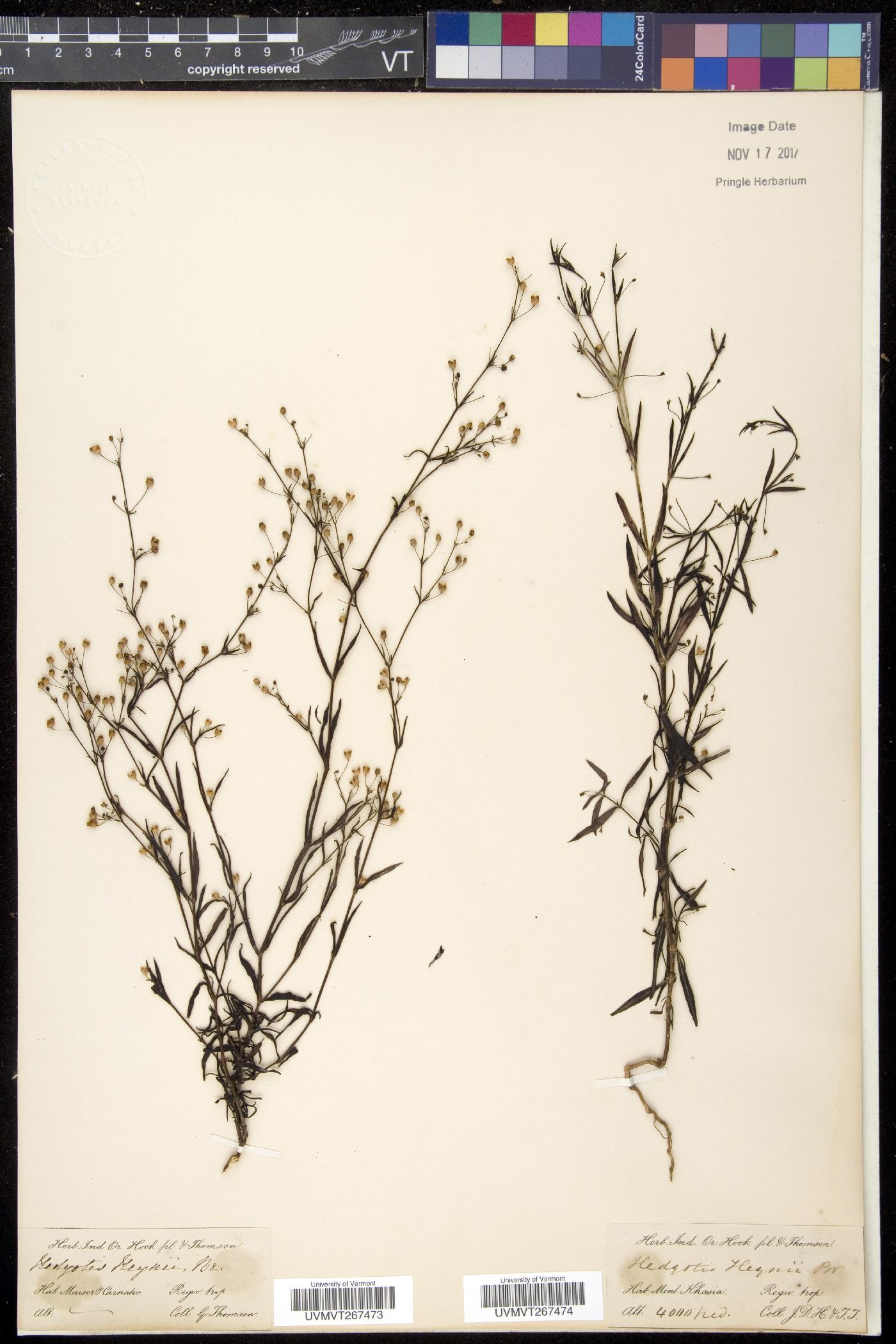 Hedyotis heynii image