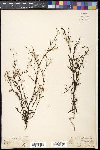 Hedyotis heynii image