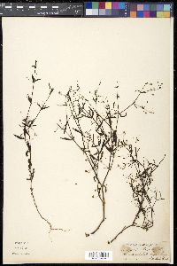 Hedyotis heynii image