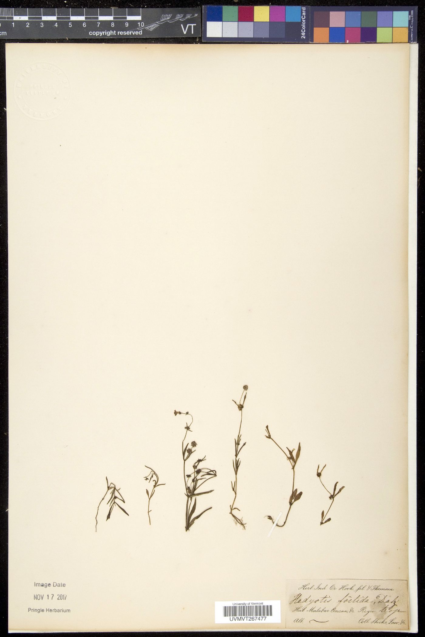 Hedyotis foetida image