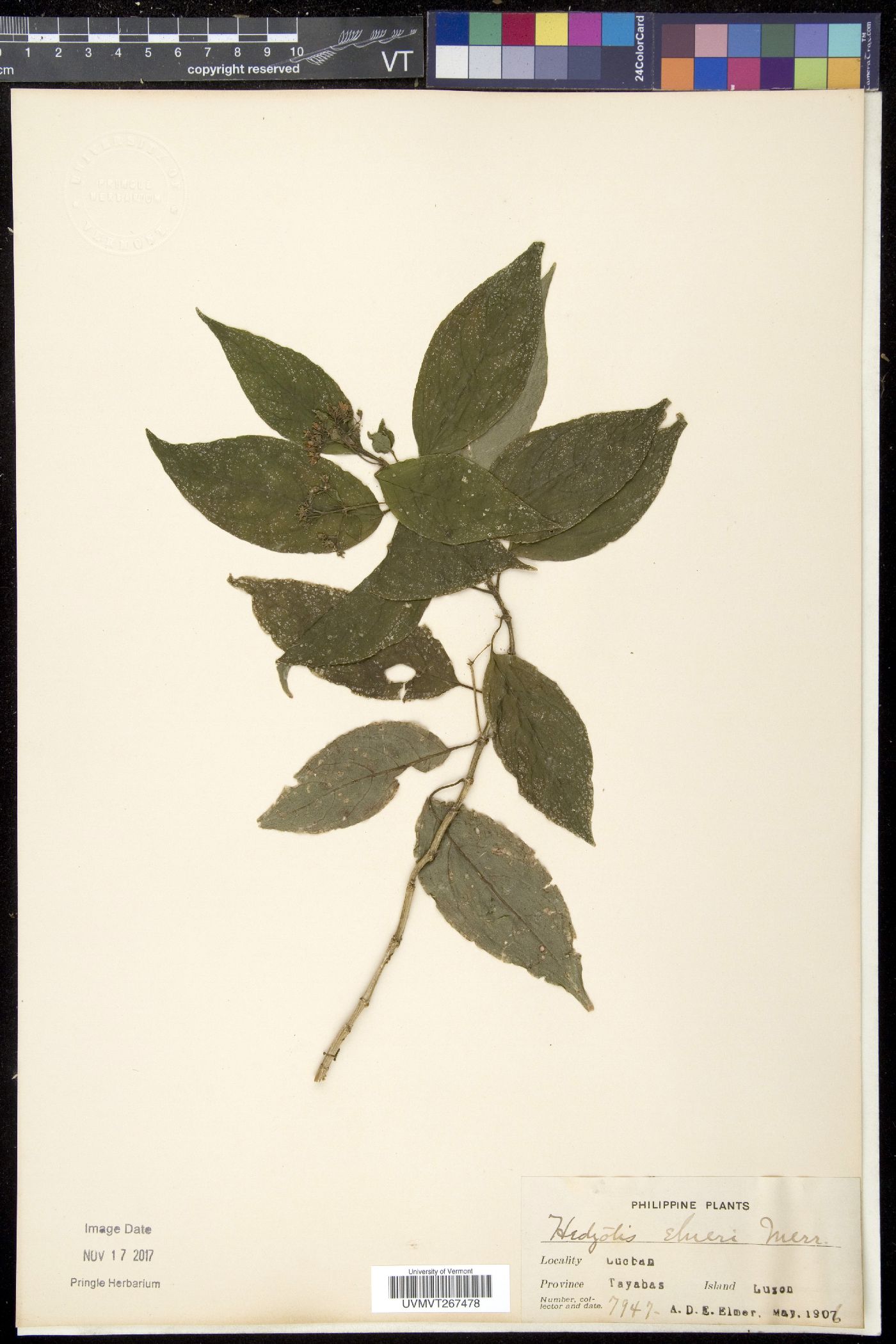 Oldenlandia banksii image