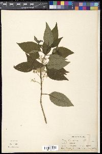 Image of Oldenlandia banksii
