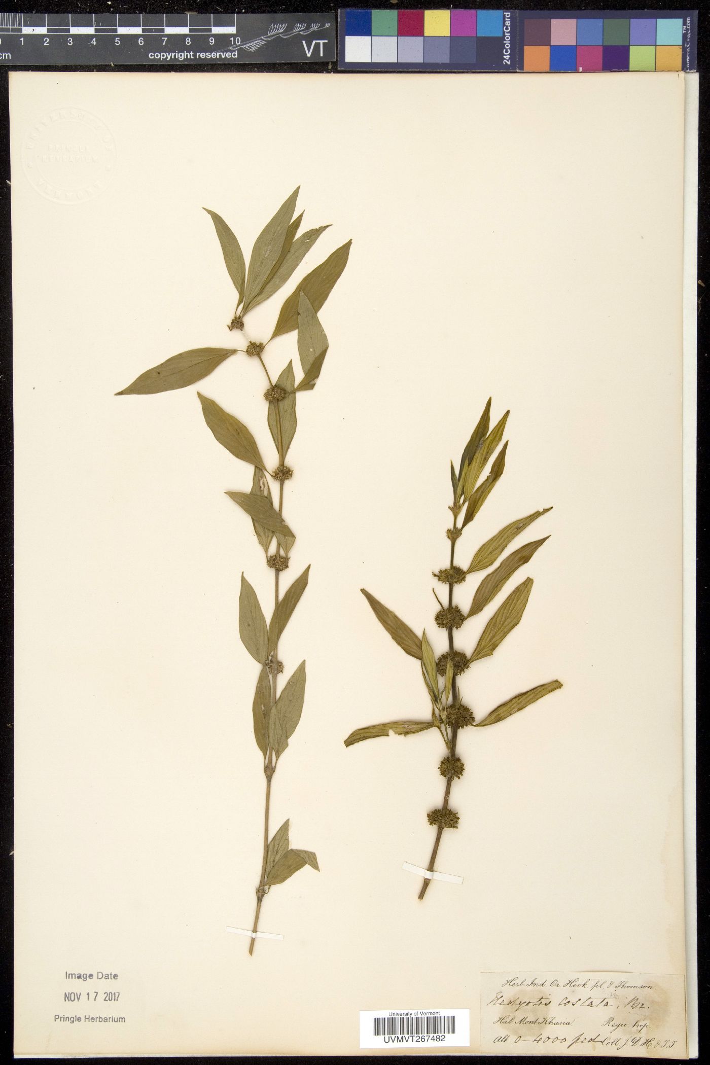Hedyotis costata image