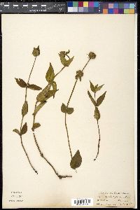 Hedyotis uncinella image