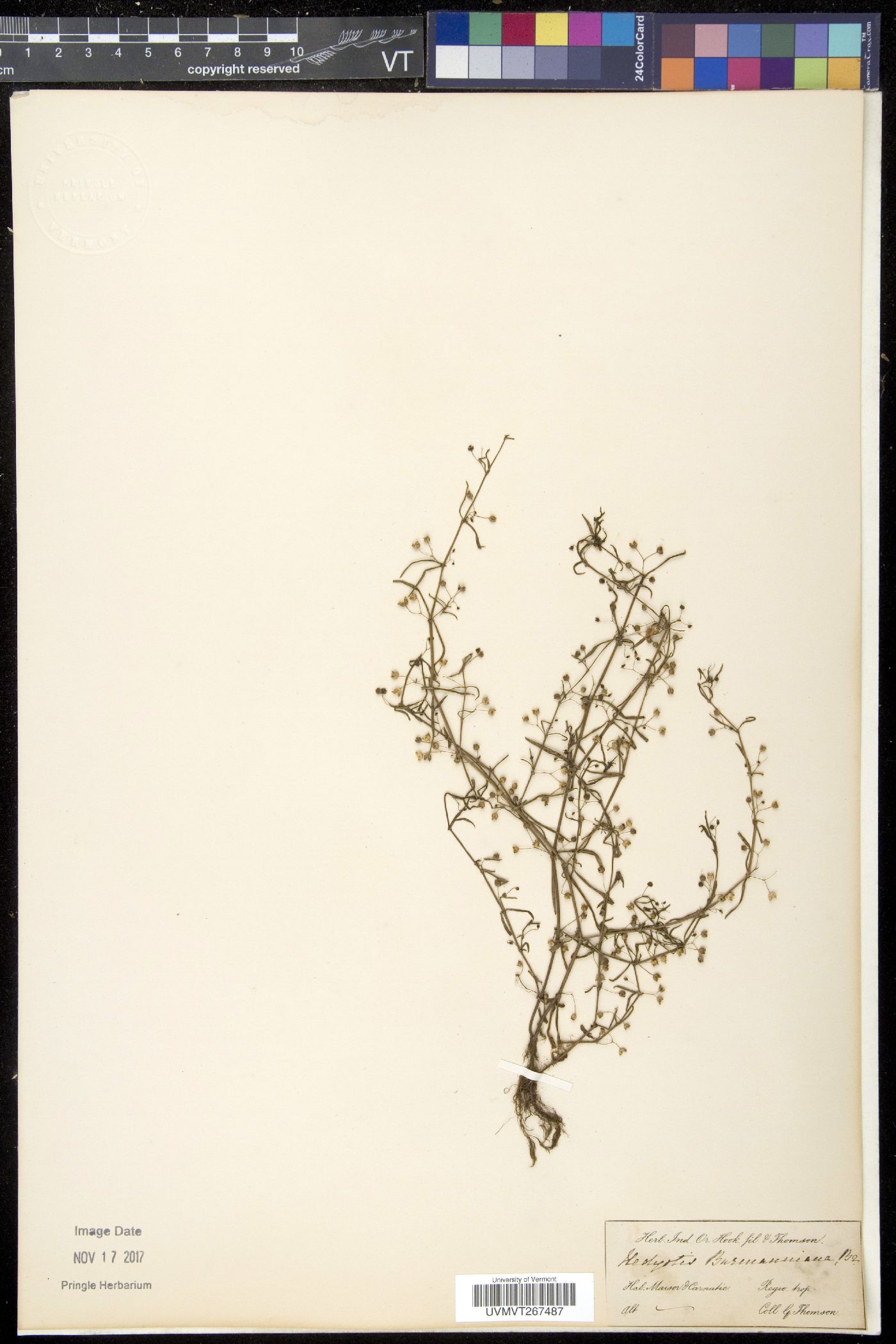 Hedyotis burmanniana image