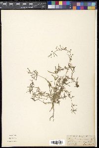 Hedyotis burmanniana image