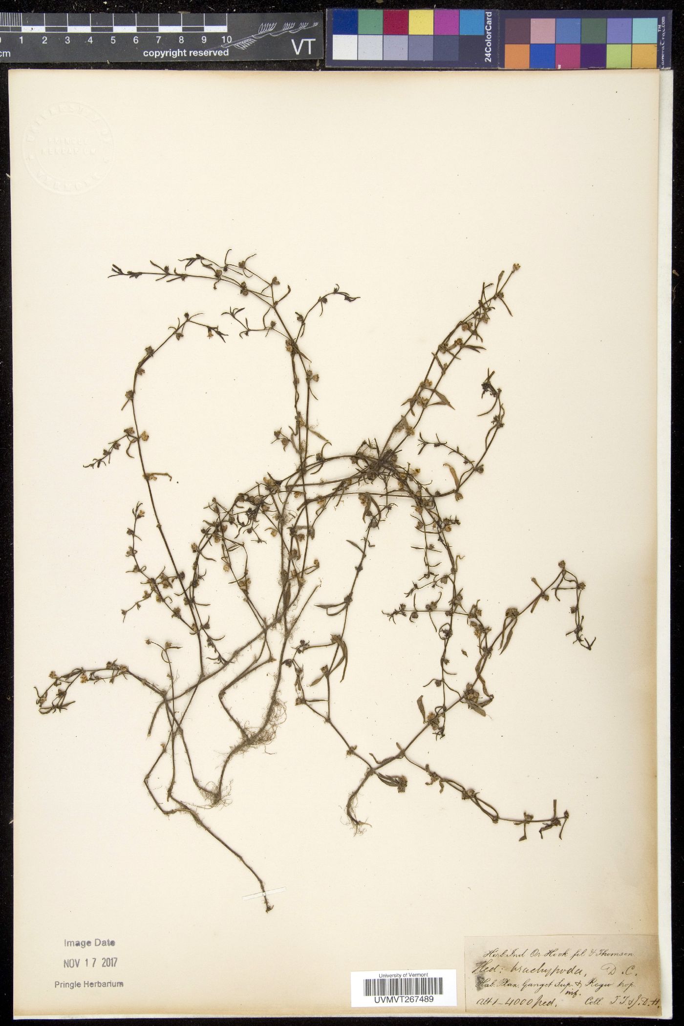Scleromitrion diffusum image