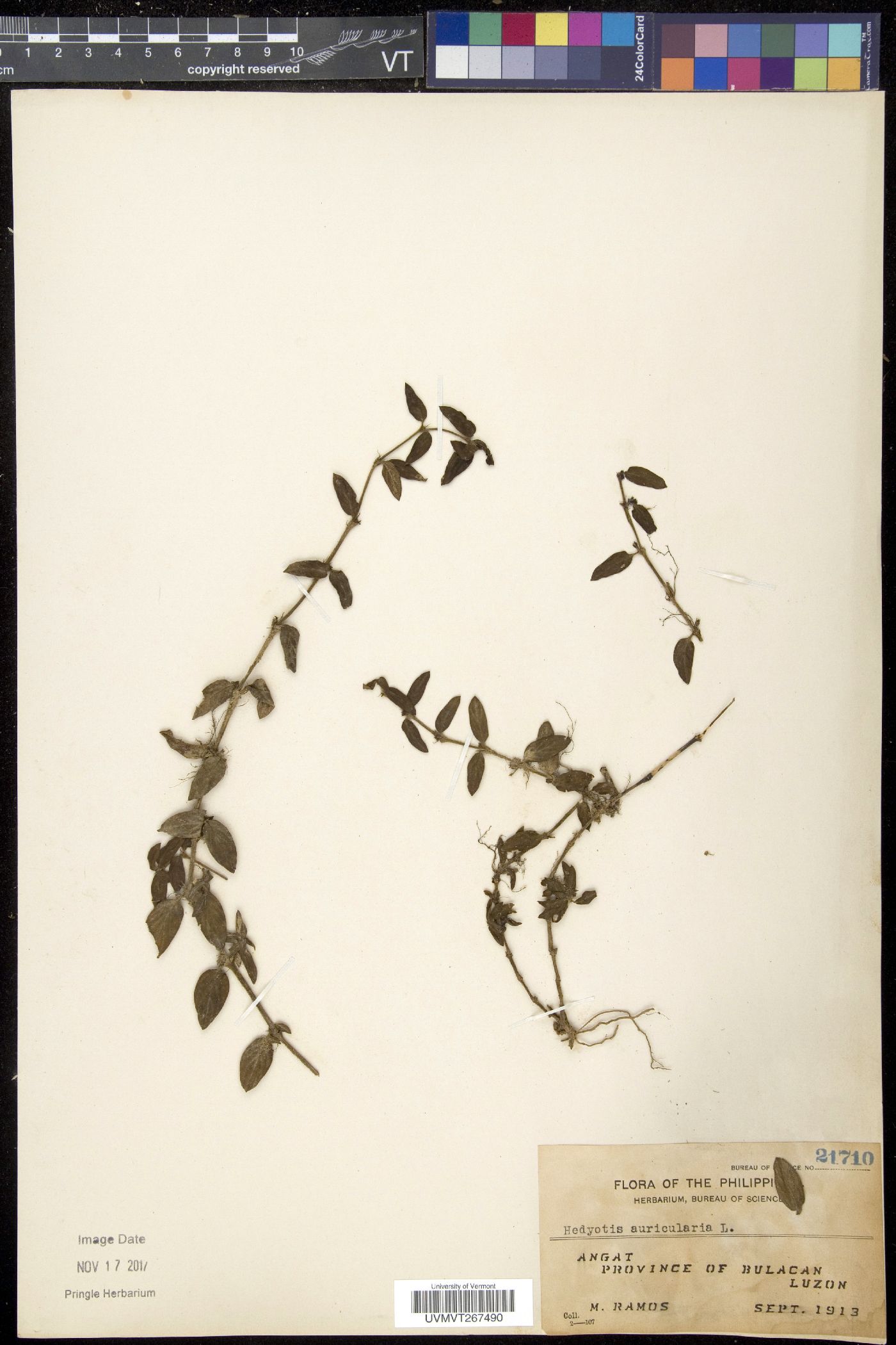 Hedyotis auricularia image