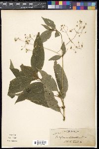 Oldenlandia apoensis image