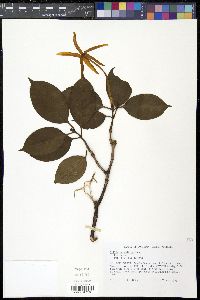 Hillia parasitica image