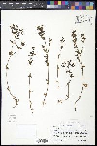 Houstonia longifolia image