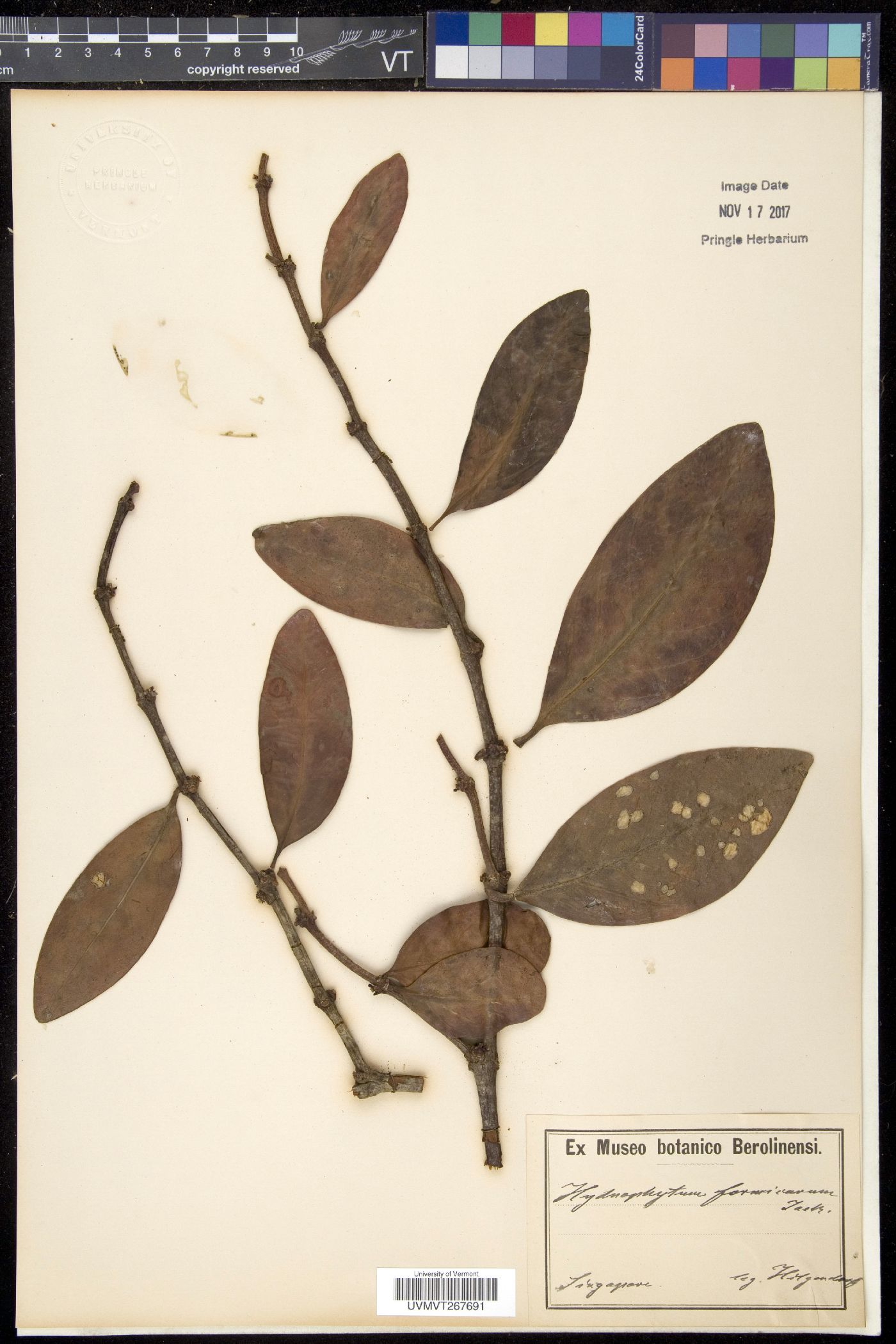 Hydrophytum image