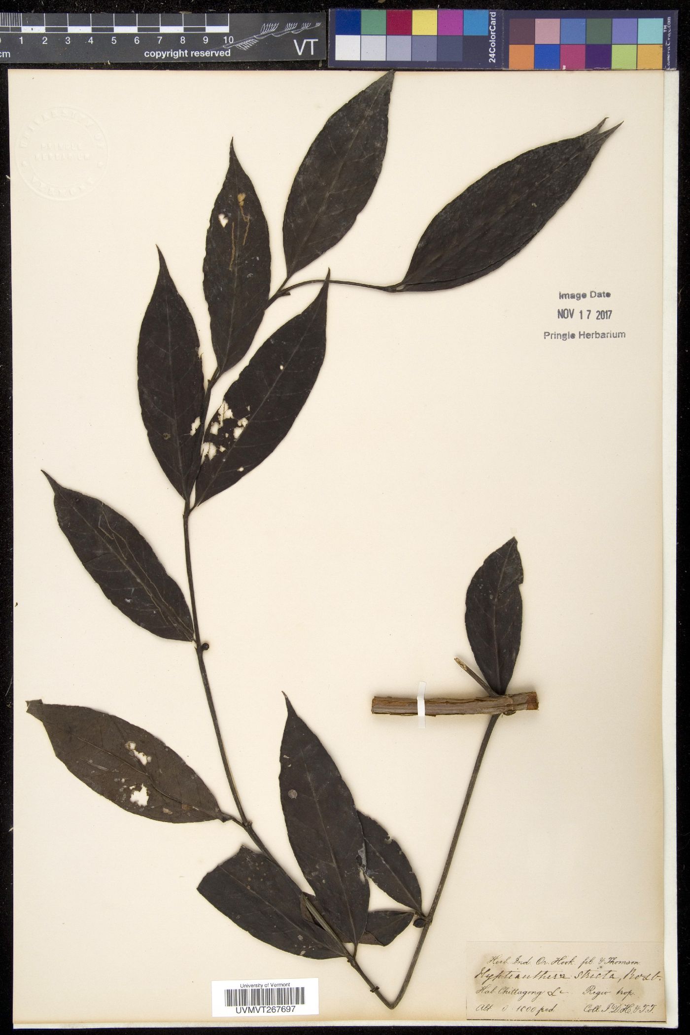 Hyptianthera stricta image
