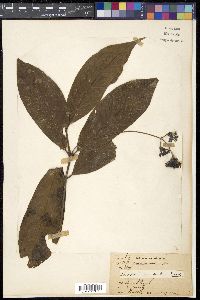 Ixora pendula image