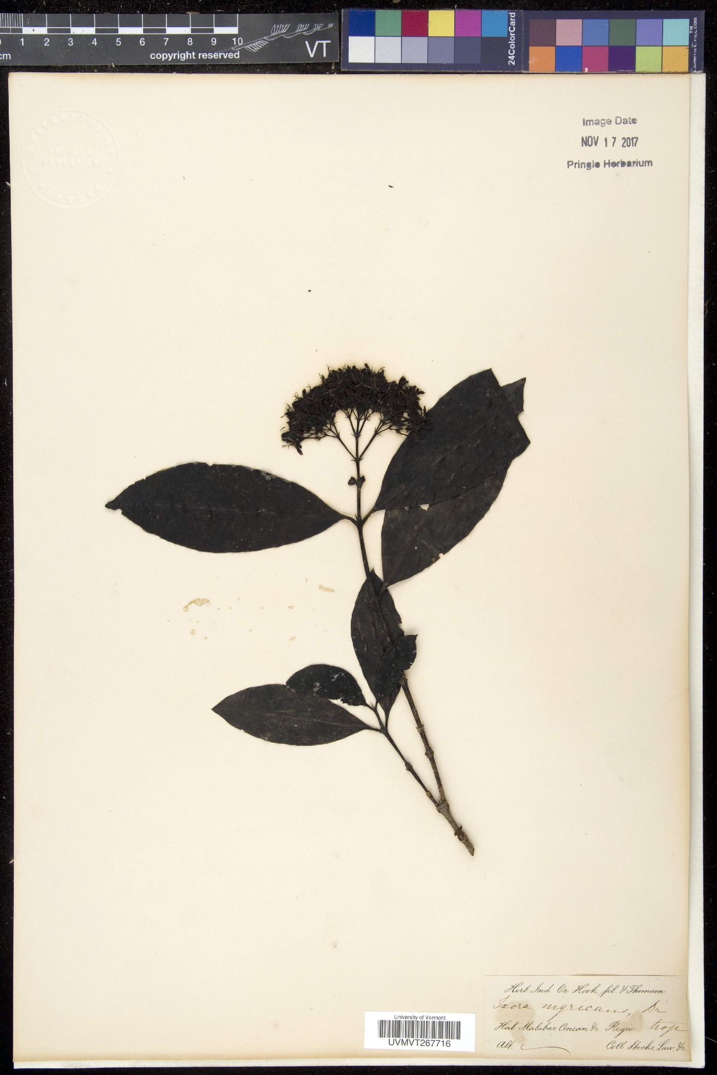Ixora nigricans image