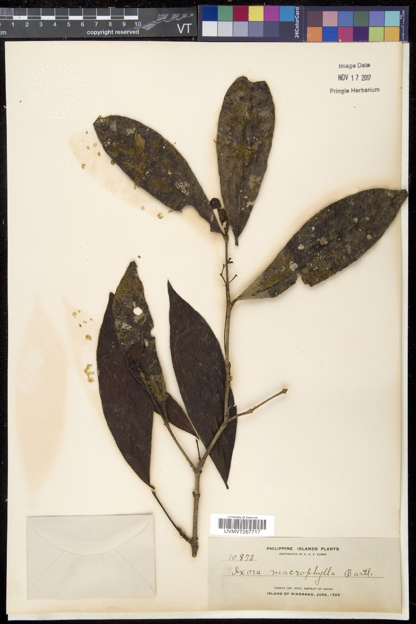Ixora macrophylla image