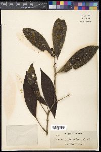 Image Associated With the Occurence