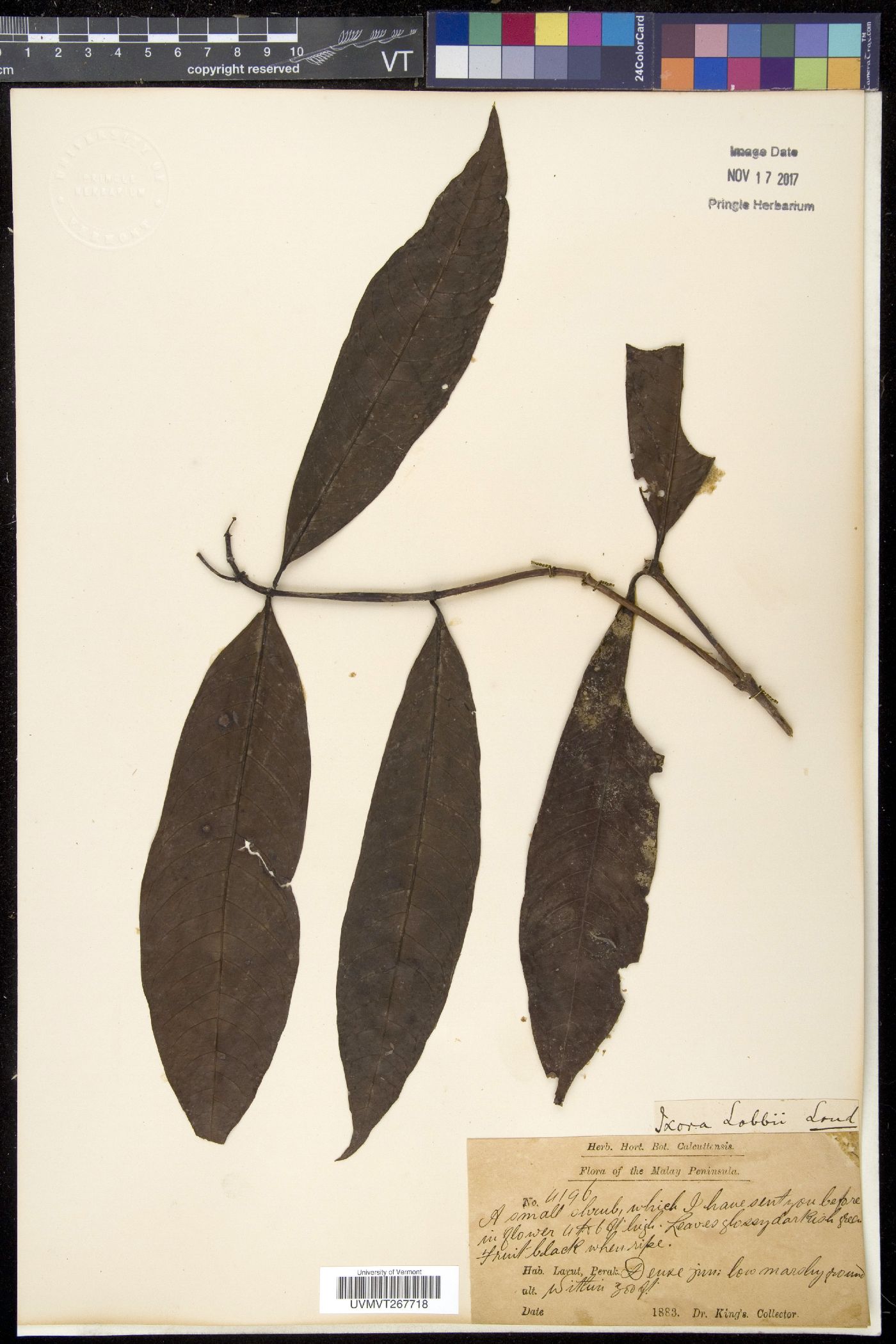 Ixora lobbii image