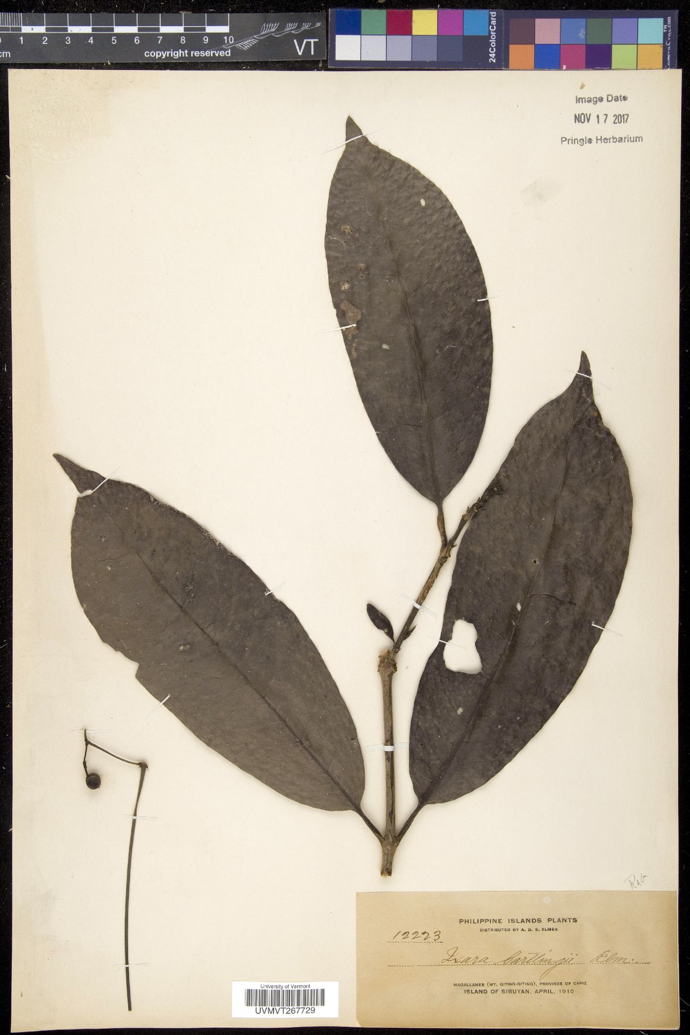 Ixora bartlingii image