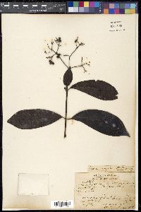 Ixora nigricans image