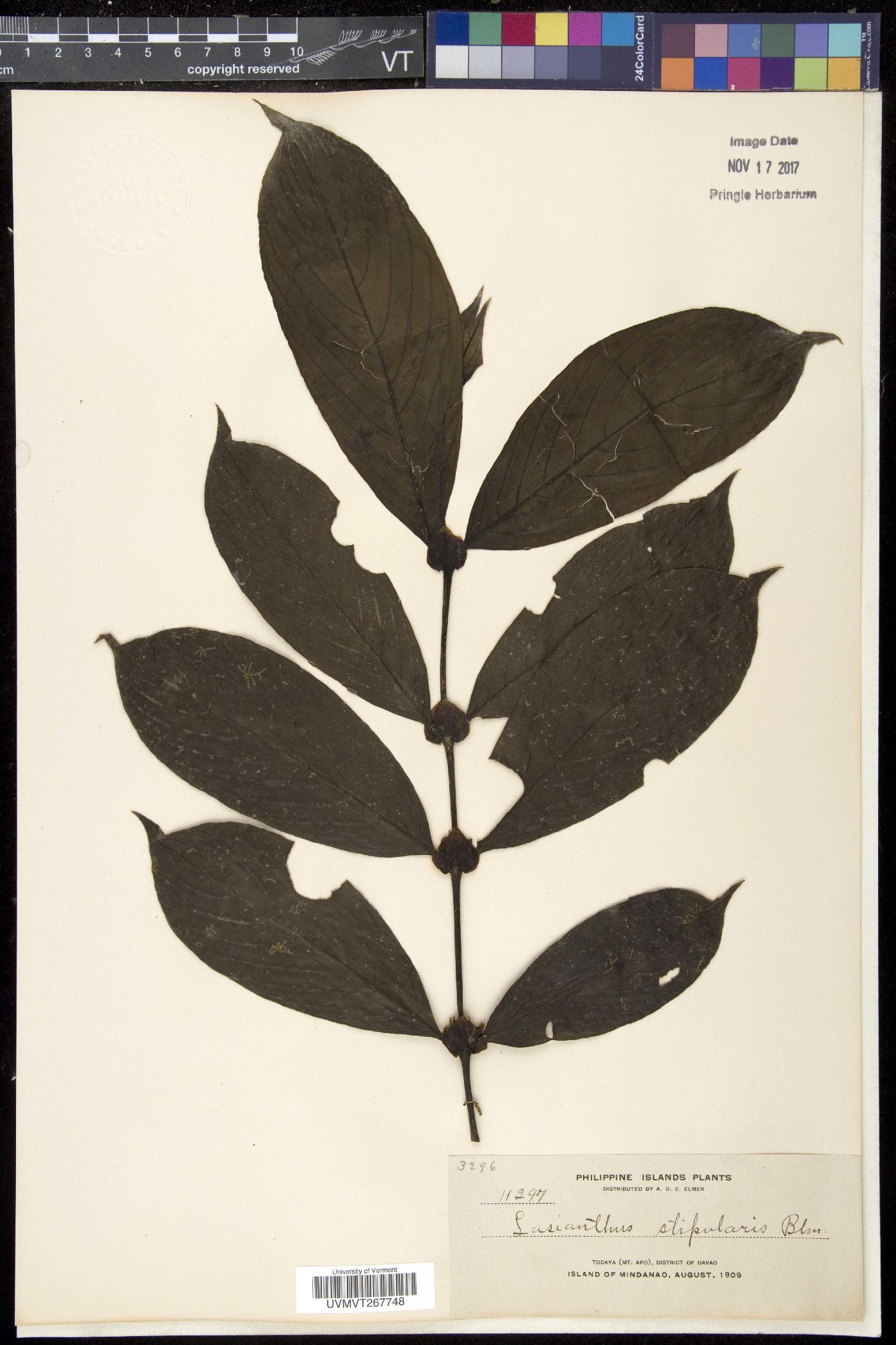 Lasianthus stipularis image