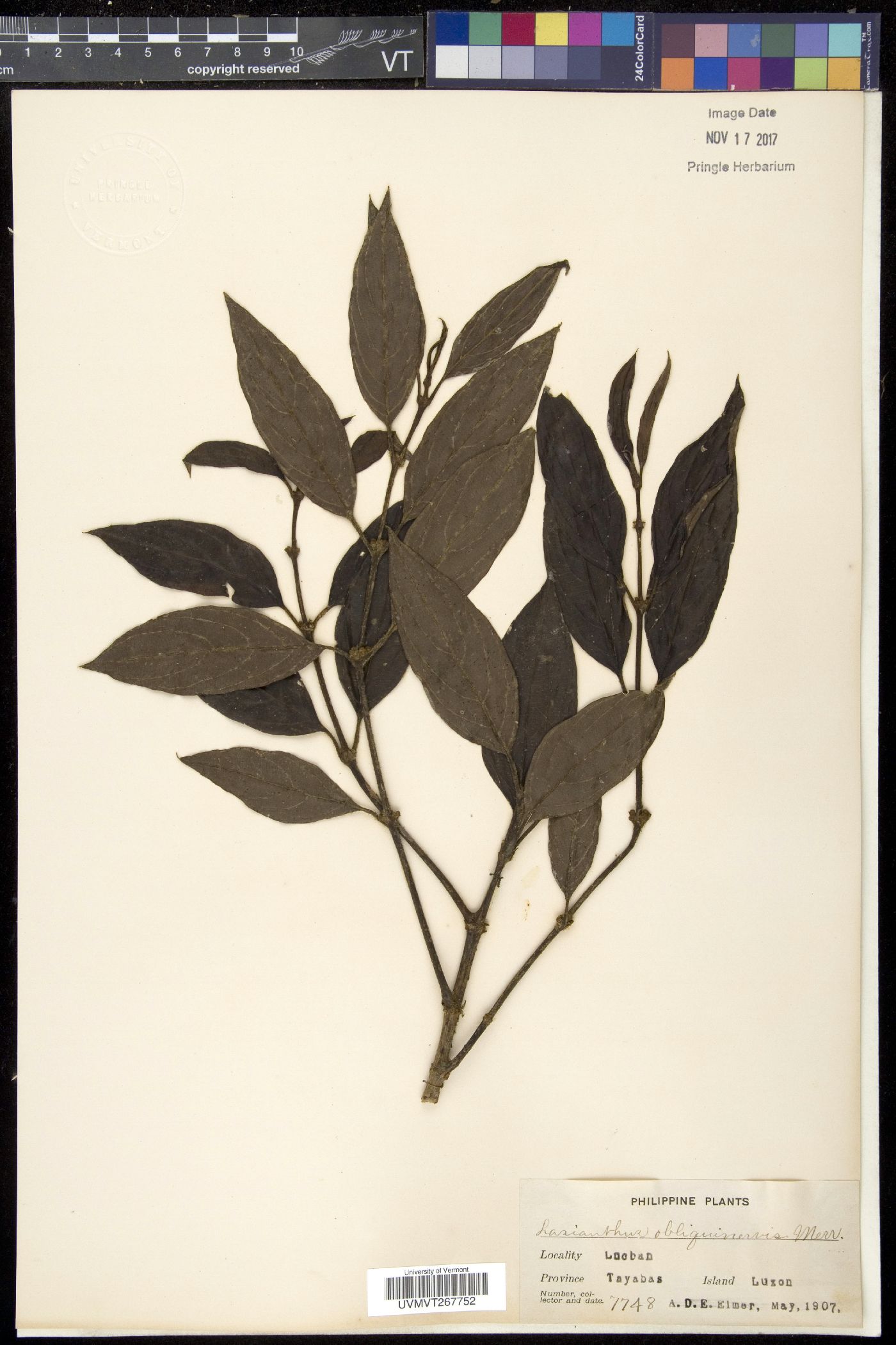 Lasianthus obliquinervis image