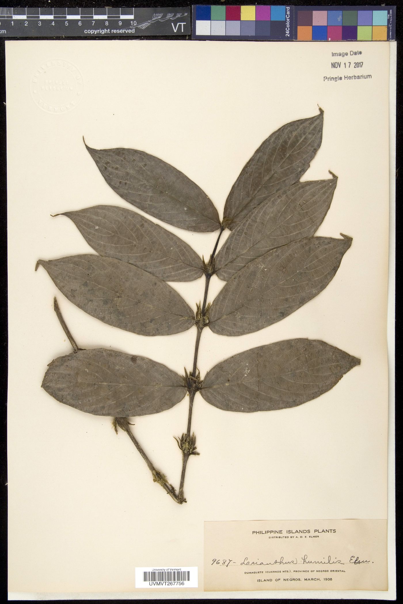Lasianthus rigidus image