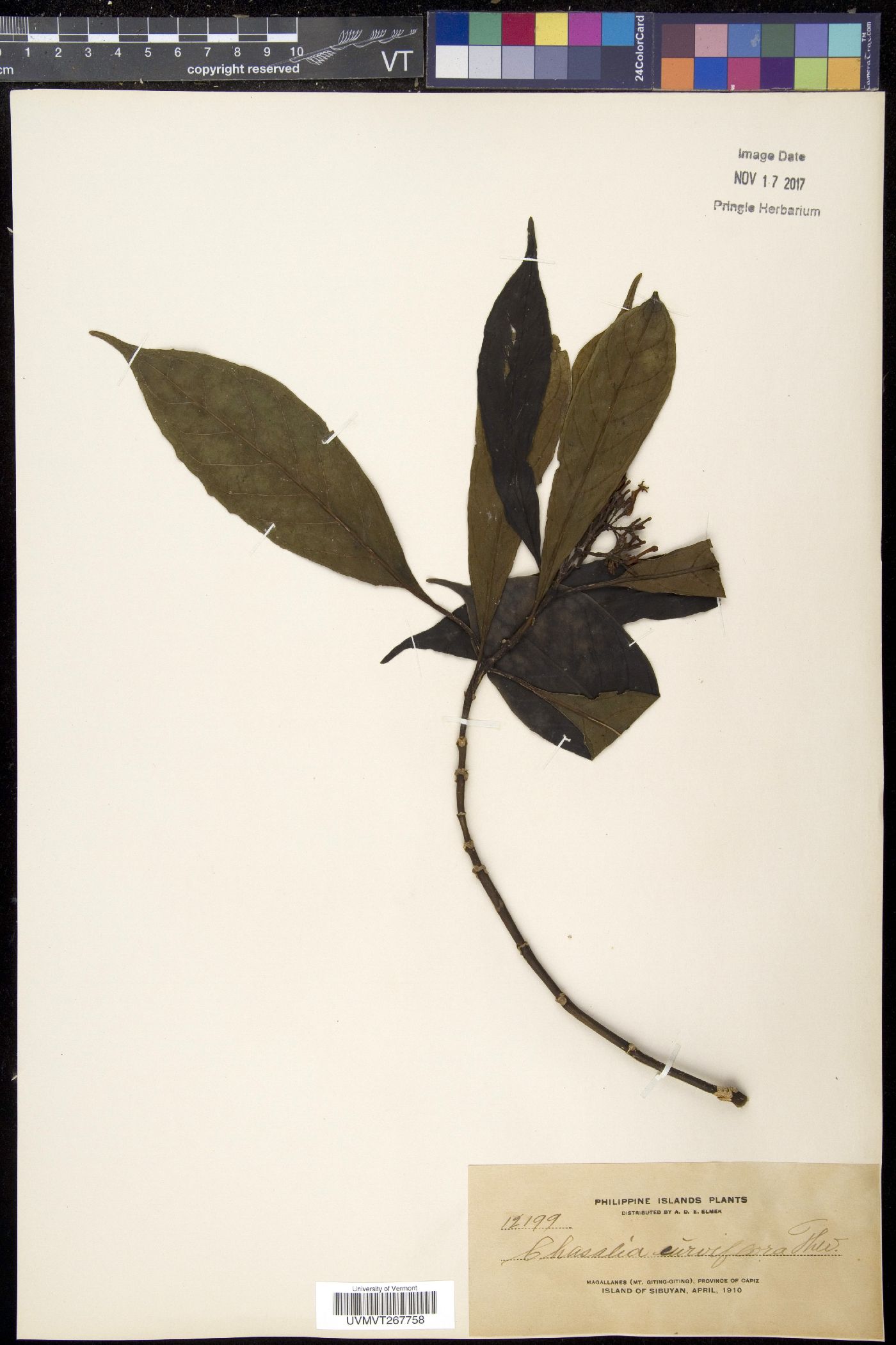 Chassalia curviflora image