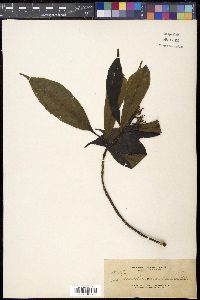 Chassalia curviflora image