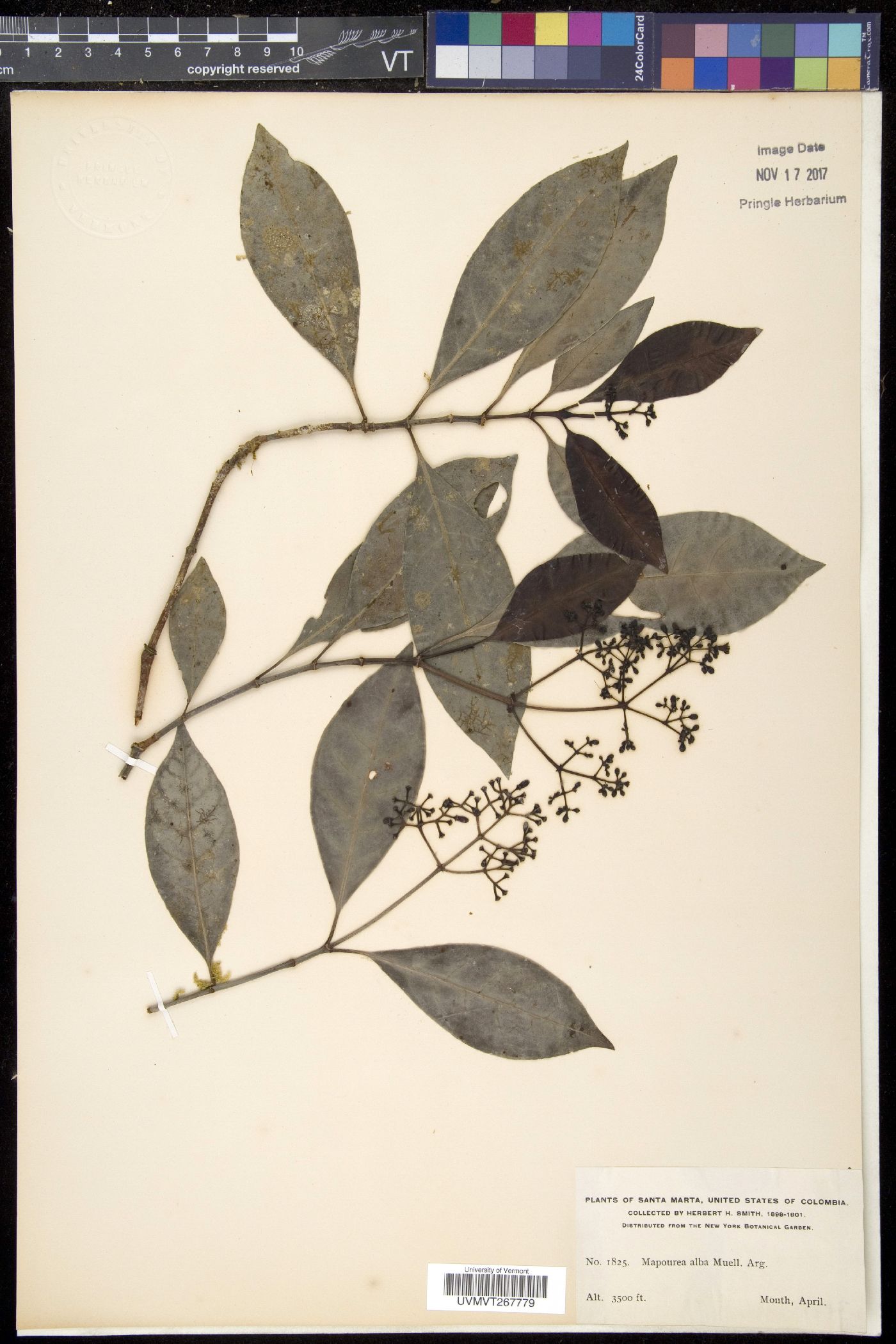 Mapouria image